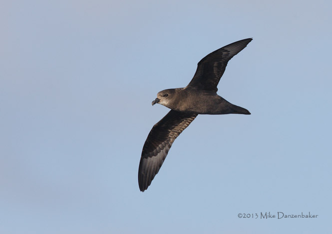 Murphy's Petrel (Pterodroma ultima) photo image
