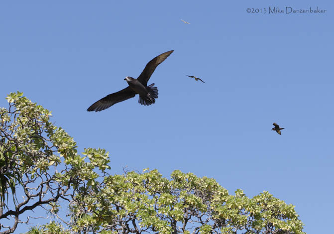 Murphy's Petrel (Pterodroma ultima) photo