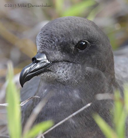 Murphy's Petrel (Pterodroma ultima) photo