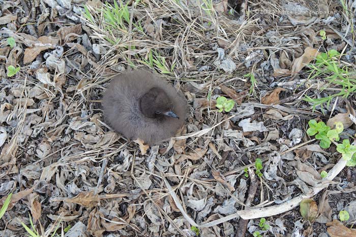 Murphy's Petrel (Pterodroma ultima) photo