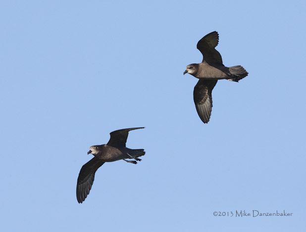 Murphy's Petrel (Pterodroma ultima) photo