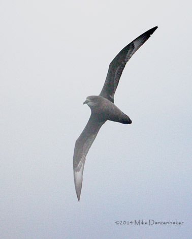 Murphy's Petrel (Pterodroma ultima) photo