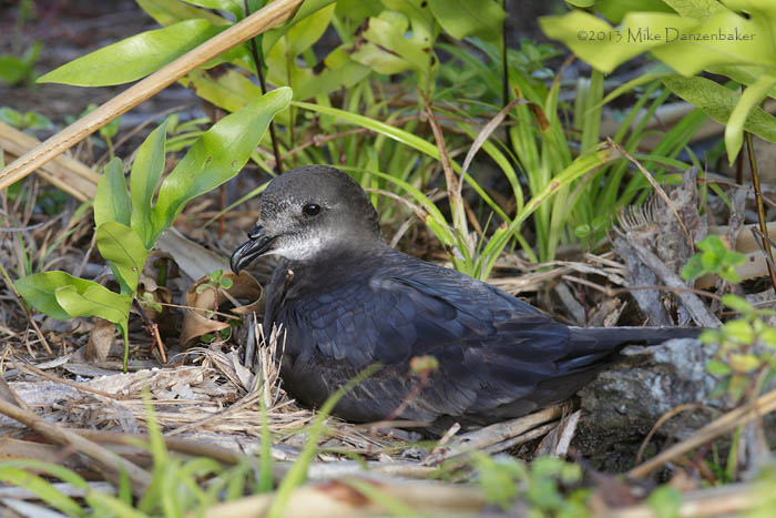 Murphy's Petrel (Pterodroma ultima) photo