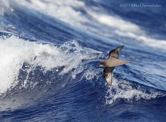 Murphy's Petrel (Pterodroma ultima) photo image