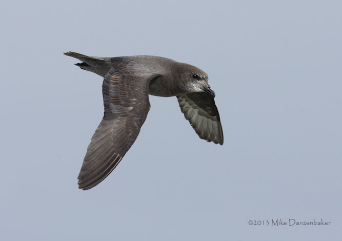 Murphy's Petrel (Pterodroma ultima) photo image
