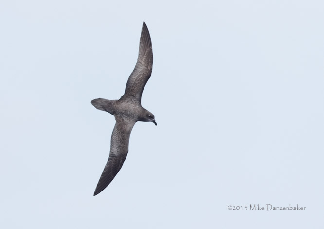 Murphy's Petrel (Pterodroma ultima) photo image