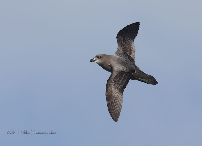 Murphy's Petrel (Pterodroma ultima) photo image
