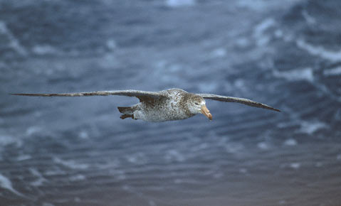Northern Giant Petrel (Macronectes halli) photo image