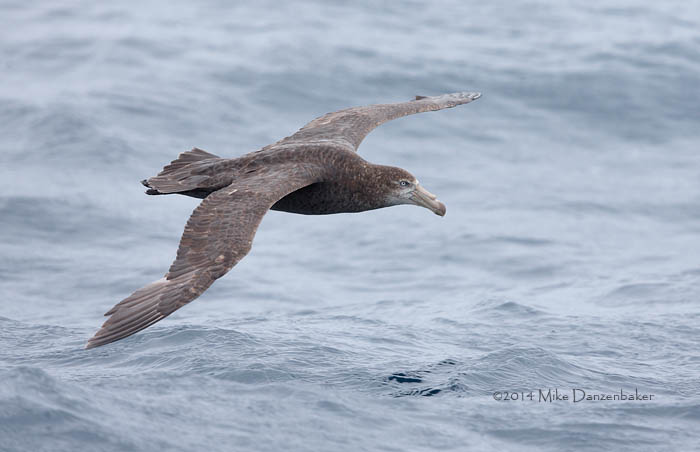 Northern Giant Petrel (Macronectes halli) photo image