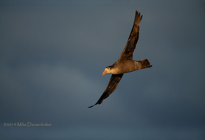 Northern Giant Petrel (Macronectes halli) photo image