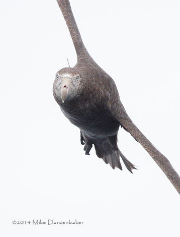 Northern Giant Petrel (Macronectes halli) photo