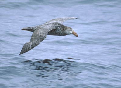 Northern Giant Petrel (Macronectes halli) photo image