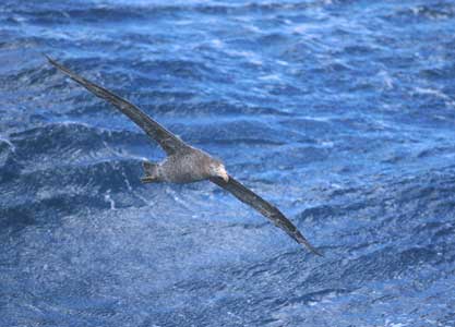 Northern Giant Petrel (Macronectes halli) photo image