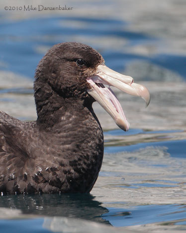 Northern (Hall's) Giant Petrel (Macronectes halli) photo