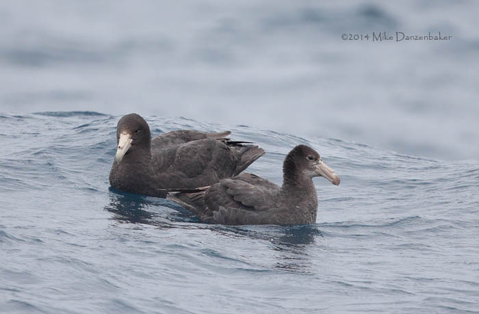 Northern Giant Petrel (Macronectes halli) photo