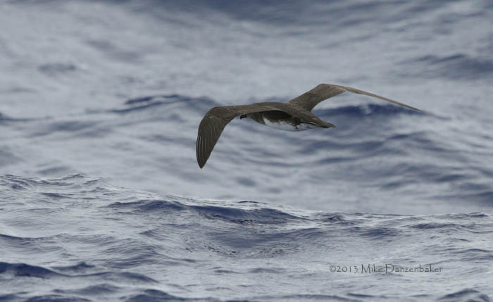Phoenix Petrel (Pterodroma alba) photo image