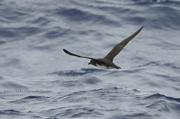 Phoenix Petrel (Pterodroma alba) photo image