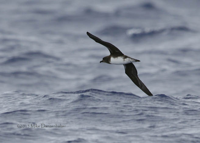 Phoenix Petrel (Pterodroma alba) photo image