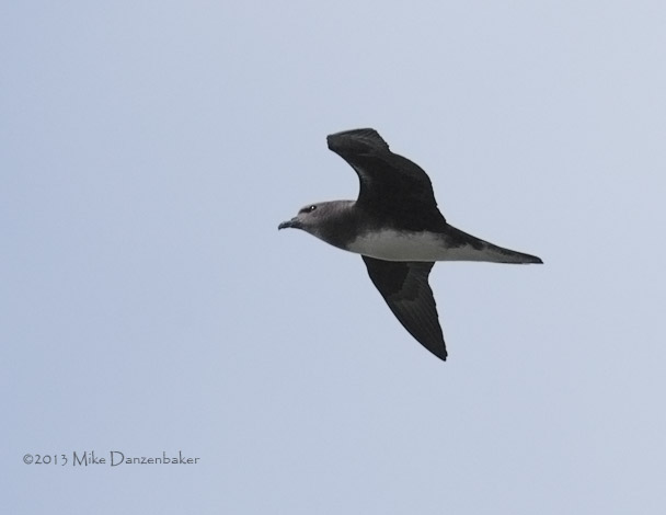 Phoenix Petrel (Pterodroma alba) photo image