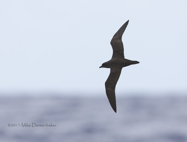 Phoenix Petrel (Pterodroma alba) photo image