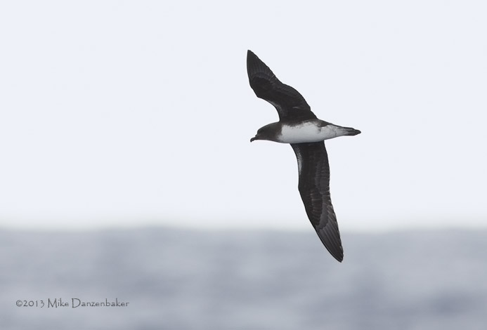 Phoenix Petrel (Pterodroma alba) photo image