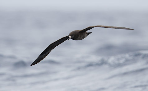 Black Petrel (Procellaria parkinsoni) photo image