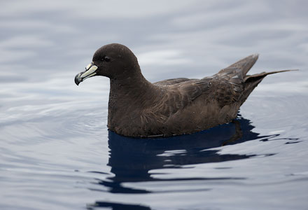 Black Petrel (Procellaria parkinsoni) photo image