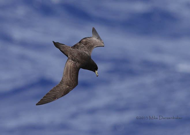 Black Petrel (Procellaria parkinsoni) photo image