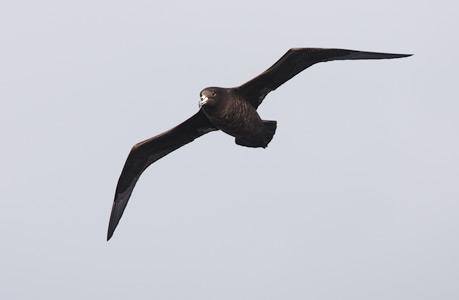Black Petrel (Procellaria parkinsoni) photo image
