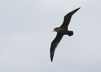 Black Petrel (Procellaria parkinsoni) photo image