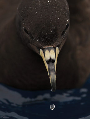 Black Petrel (Procellaria parkinsoni) photo image
