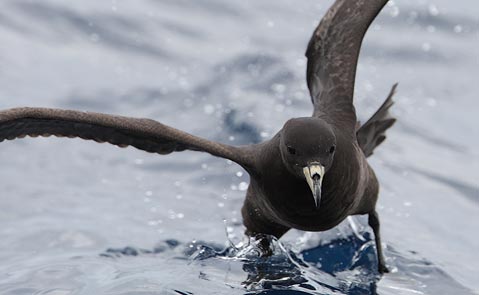 Black Petrel (Procellaria parkinsoni) photo image