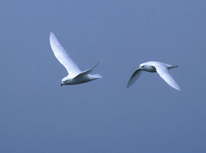 Snow Petrel (Pagodroma nivea) photo image