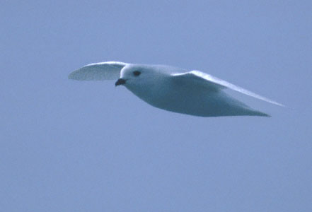 Snow Petrel (Pagodroma nivea) photo image