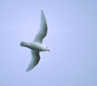 Snow Petrel (Pagodroma nivea) photo image