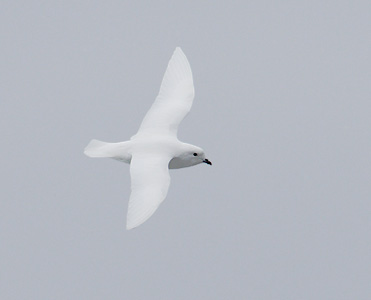 Snow Petrel (Pagodroma nivea) photo image