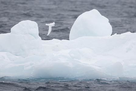 Snow Petrel (Pagodroma nivea) photo