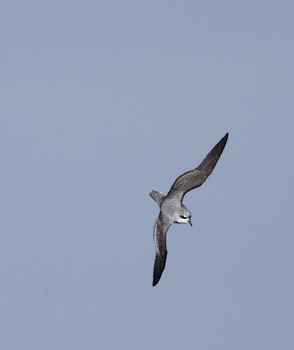 Soft-plumaged Petrel (Pterodroma mollis) photo image