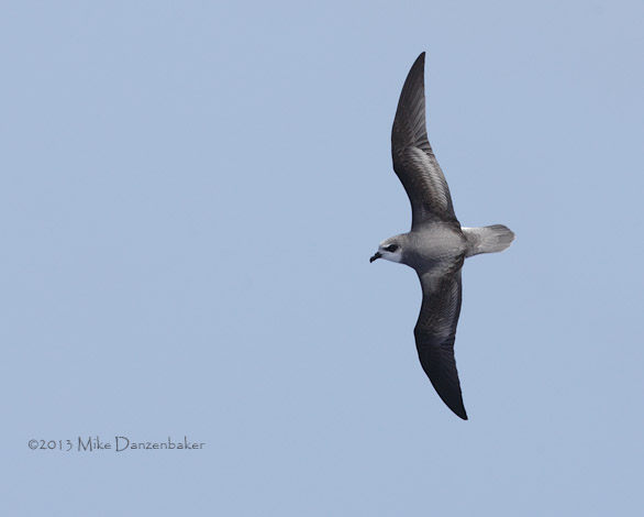 Soft-plumaged Petrel (Pterodroma mollis) photo