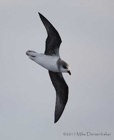 Soft-plumaged Petrel (Pterodroma mollis) photo