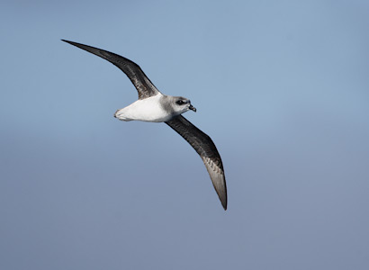 Soft-plumaged Petrel (Pterodroma mollis) photo image
