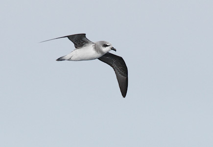 Soft-plumaged Petrel (Pterodroma mollis) photo image