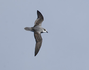Soft-plumaged Petrel (Pterodroma mollis) photo image
