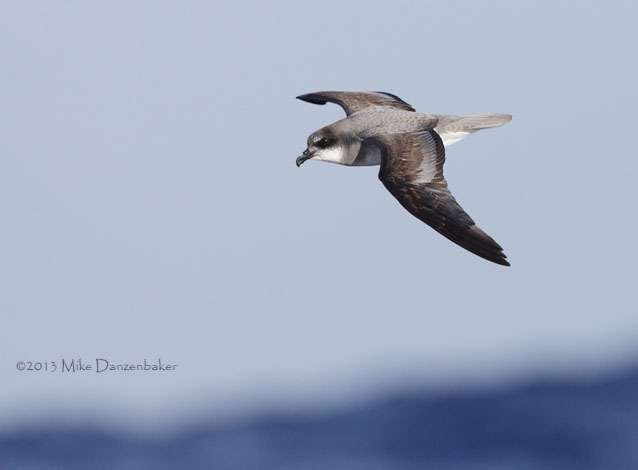 Soft-plumaged Petrel (Pterodroma mollis) photo