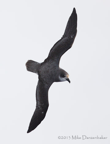 Soft-plumaged Petrel (Pterodroma mollis) photo