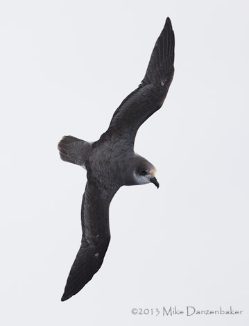 Soft-plumaged Petrel (Pterodroma mollis) photo image