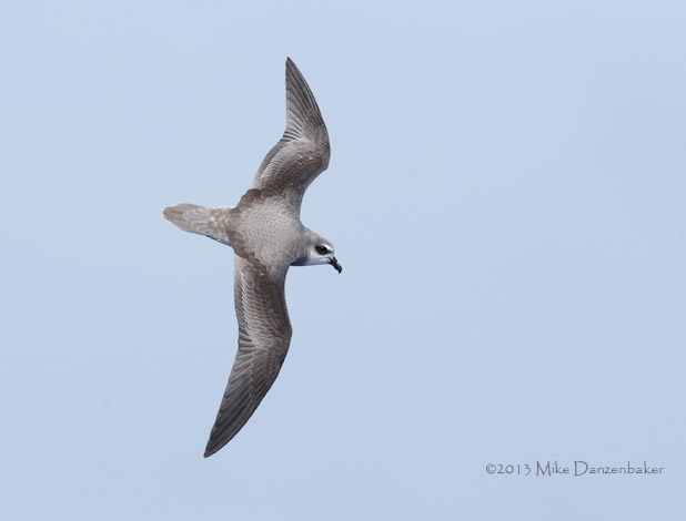 Soft-plumaged Petrel (Pterodroma mollis) photo