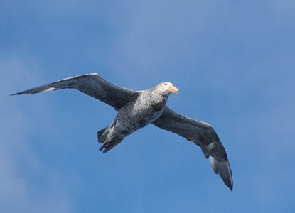 Southern Giant Petrel (Macronectes giganteus) photo image