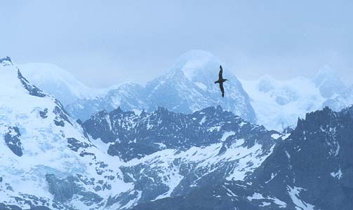 Southern Giant Petrel (Macronectes giganteus) photo image
