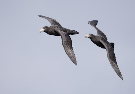 Southern Giant Petrel (Macronectes giganteus) photo image